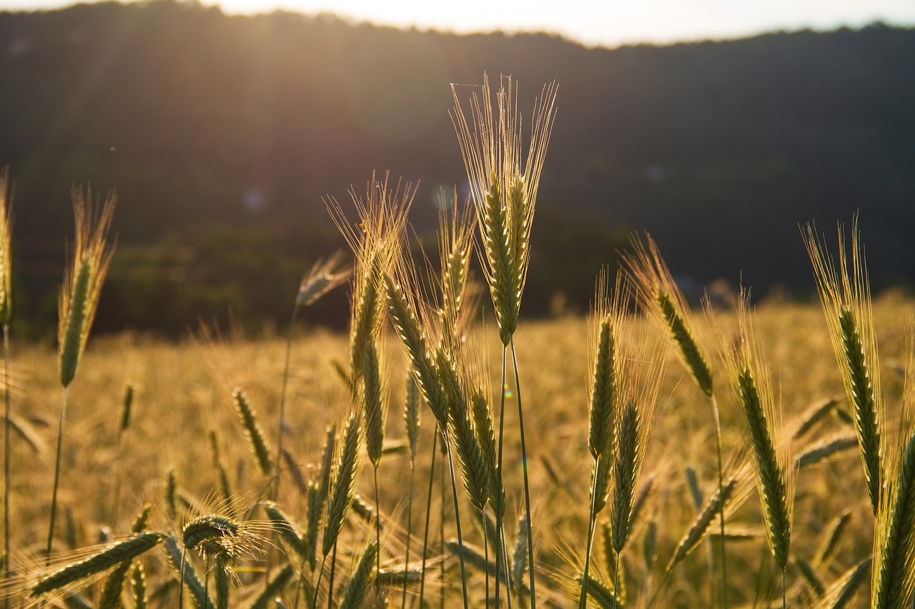 Eco-Friendly Techniques to Improve Soil Fertility